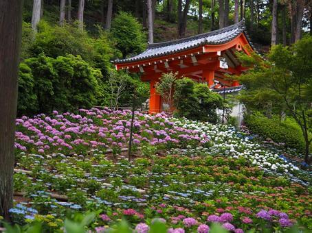 三室戸寺