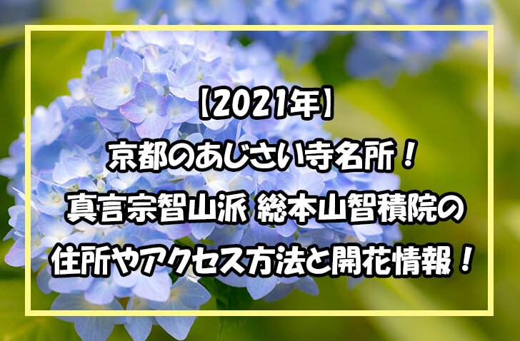 【2021年】 京都のあじさい寺名所！ 真言宗智山派 総本山智積院の 住所やアクセス方法と開花情報！